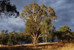 Eucalyptus viminalis cygnetensis