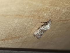 Phtheochroa simoniana