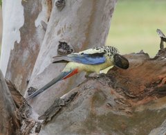 Platycercus venustus