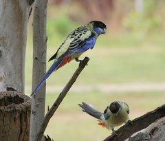 Platycercus venustus