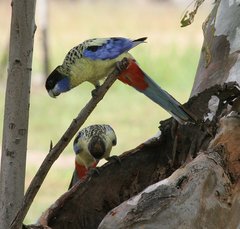 Platycercus venustus