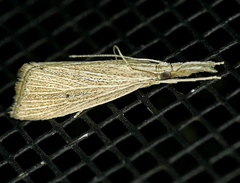 Eoreuma densellus
