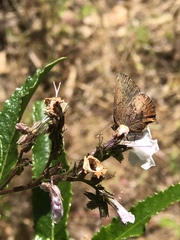 Callophrys augustinus iroides