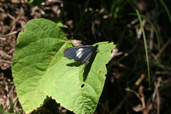 Altinote ozomene nox