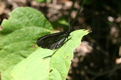 Altinote ozomene nox