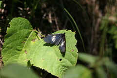 Altinote ozomene nox