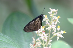 Altinote ozomene nox