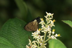 Altinote ozomene nox