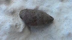 Mastus pupa
