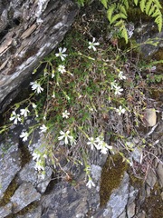 Cerastium morrisonense