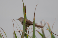 Prinia inornata