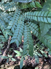 Archidendron clypearia