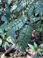 Archidendron clypearia