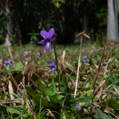 Viola inconspicua