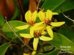 Tristellateia australasiae
