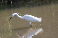 Egretta garzetta