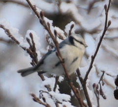 Cyanistes caeruleus × cyanus