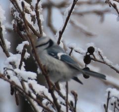 Cyanistes caeruleus × cyanus