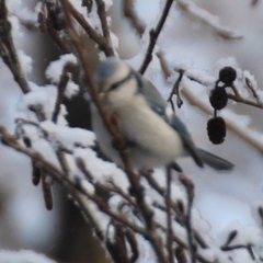 Cyanistes caeruleus × cyanus