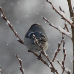 Cyanistes caeruleus × cyanus