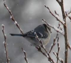 Cyanistes caeruleus × cyanus