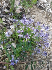 Polygala supina