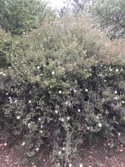 Cistus × skanbergii