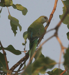 Psephotus dissimilis