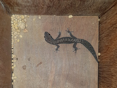 Reticulated Velvet Gecko photo 4