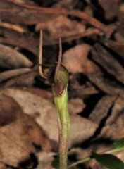 Chiloglottis diphylla