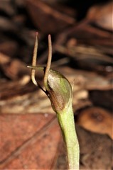 Chiloglottis diphylla