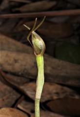 Chiloglottis diphylla