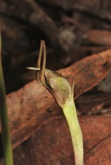 Chiloglottis diphylla