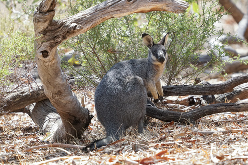 Western Brush Wallaby
