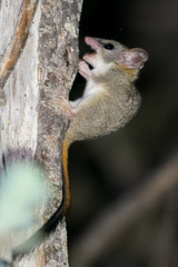 Phascogale calura