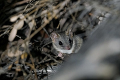 Phascogale calura