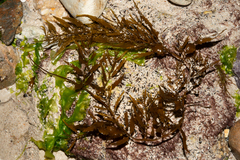Sargassum ilicifolium