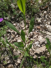 Cephalaria coriacea