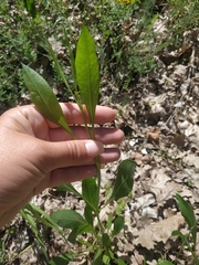 Cephalaria coriacea