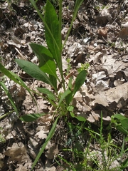 Cephalaria coriacea