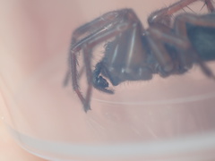 Coelotes atropos