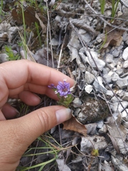 Polygala supina supina