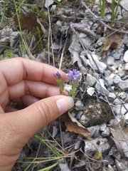 Polygala supina supina