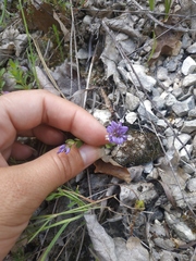 Polygala supina supina