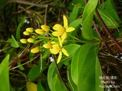 Tristellateia australasiae