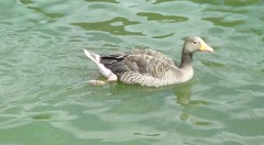 Anser anser