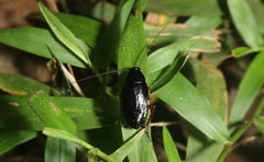 Blattodea