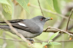 Long-Tailed Sibia photo 1