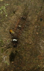 Lepidoptera