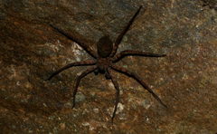 Sparassidae